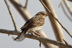Passerculus sandwichensis