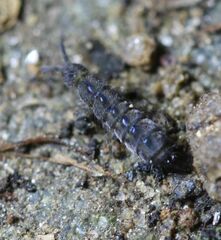 Isotomurus