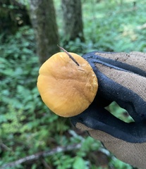 Cantharellus formosus