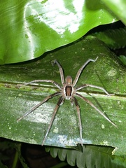 Ancylometes bogotensis