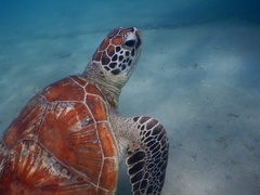 Chelonia mydas