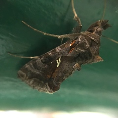 Plusiopalpa adrasta