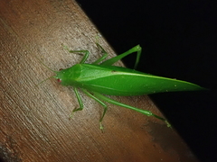 Caedicia noctivaga