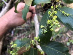 Alectryon subcinereus