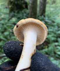 Cantharellus formosus