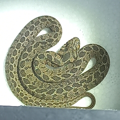 Dasypeltis scabra