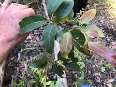 Alectryon subcinereus