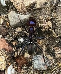 Iridomyrmex purpureus