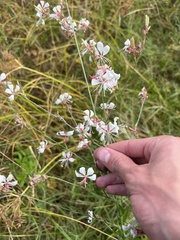 Oenothera lindheimeri