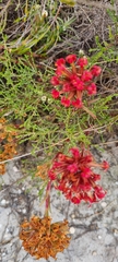 Crassula coccinea