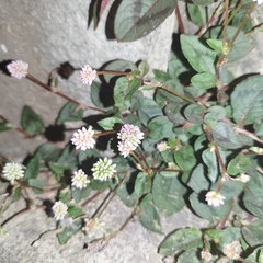 Persicaria capitata