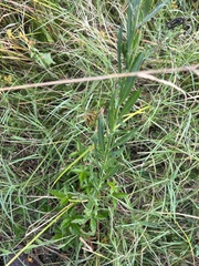 Oenothera lindheimeri