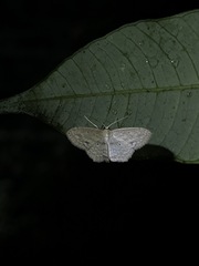 Scopula subquadrata