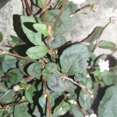 Persicaria capitata