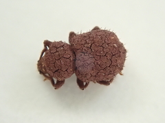 Mandalotus norfolcensis