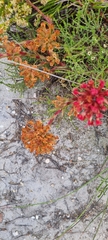 Crassula coccinea