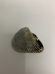 Noetia ponderosa