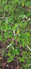 Lippia graveolens