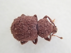 Mandalotus norfolcensis