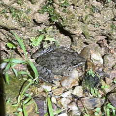 Leptodactylus fuscus