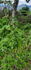 Lippia graveolens