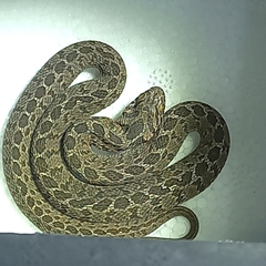 Dasypeltis scabra