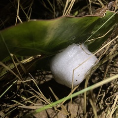 Leptodactylus fuscus