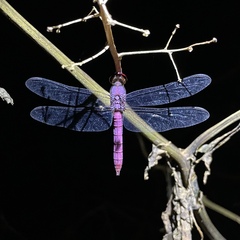 Orthemis discolor