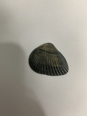 Arcoidea