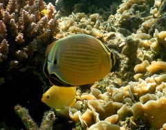 Chaetodon lunulatus