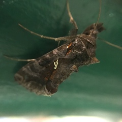 Plusiopalpa adrasta
