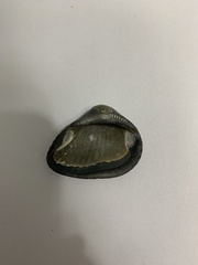 Arcoidea