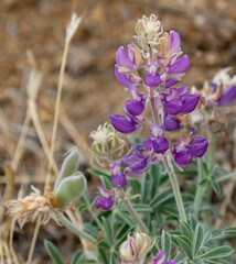 Lupinus formosus