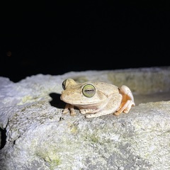 Boana platanera