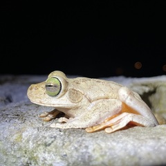 Boana platanera