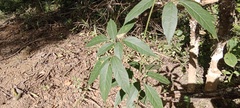 Sapindaceae
