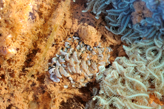 Phyllodesmium crypticum