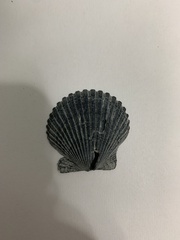 Argopecten