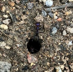 Iridomyrmex purpureus