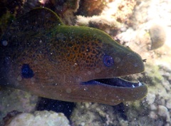 Gymnothorax javanicus