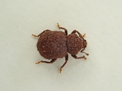 Mandalotus norfolcensis