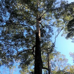 Lophostemon confertus