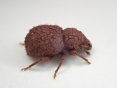 Mandalotus norfolcensis