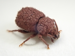 Mandalotus norfolcensis