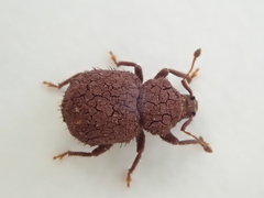 Mandalotus norfolcensis