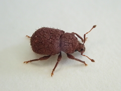 Mandalotus norfolcensis