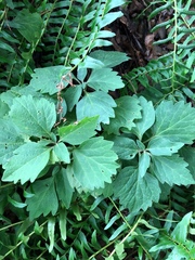 Pachysandra procumbens
