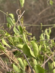 Secamone parvifolia