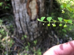 Phyllanthus gunnii
