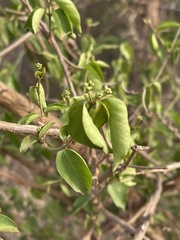 Secamone parvifolia